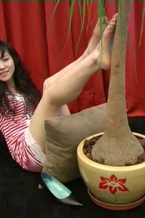 [cherryasianfeet高跟丝足性感视频]ID0073 29-12-2006  C